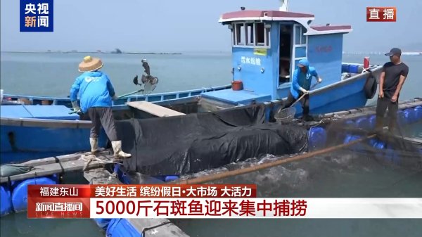 富牛网 大市场 大活力丨海上石斑鱼“搬家”忙 海鲜迎来销售旺季